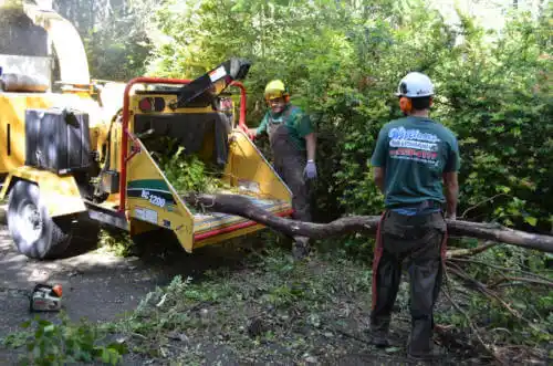 tree services Lake Catherine